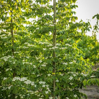 Cornus kousa Weeting Select