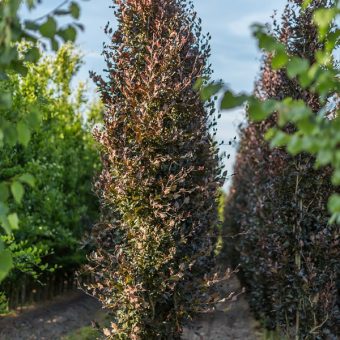 Fagus sylvatica Rohan Obelisk